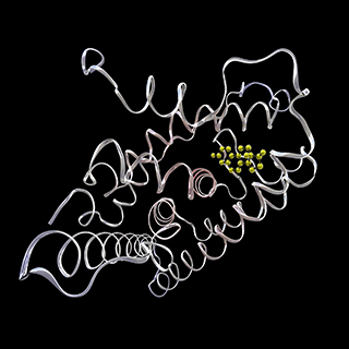 Hormone Receptors