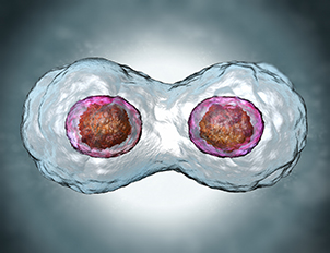 Chemotherapy and Mitosis